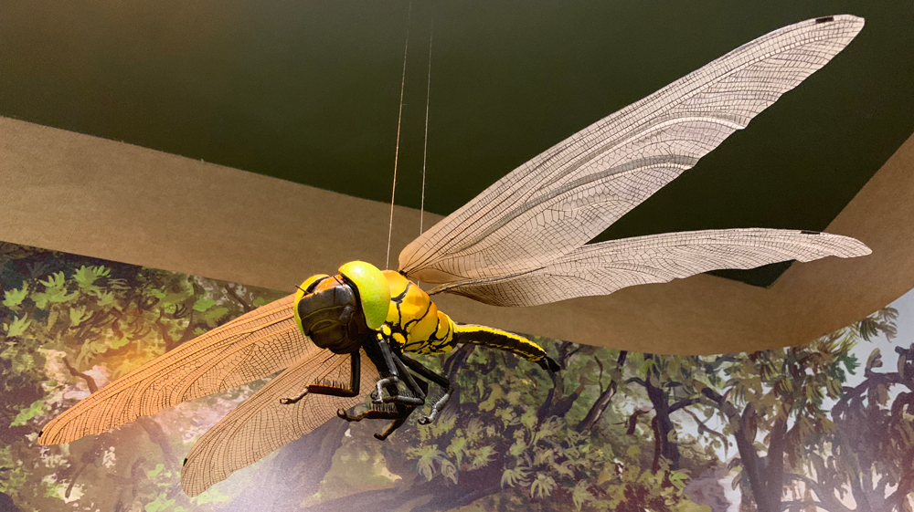Photograph of a model of a large dragonfly.