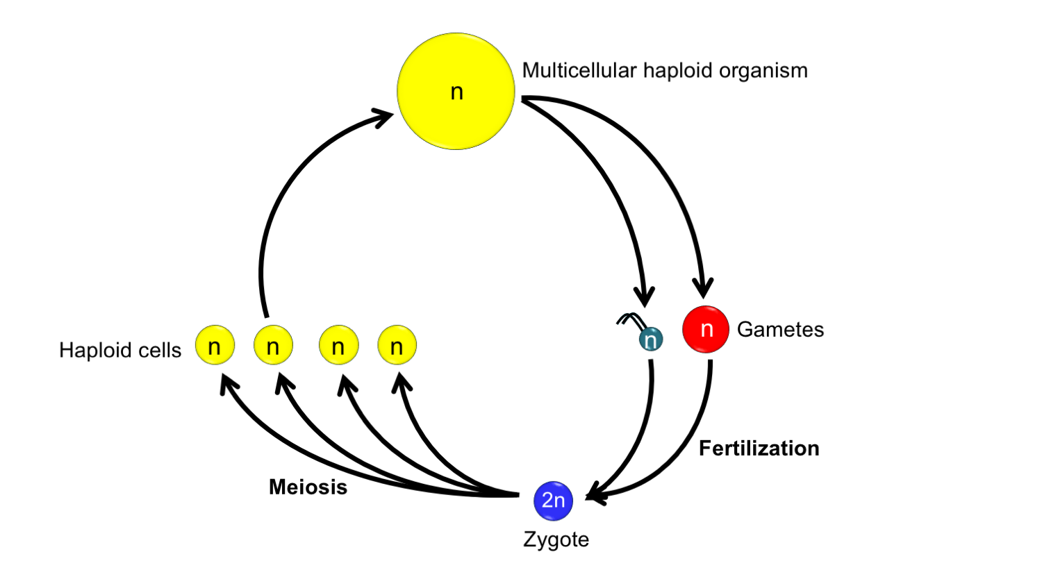 Diagram of the life cycle of an organism with a haplontic life cycle.