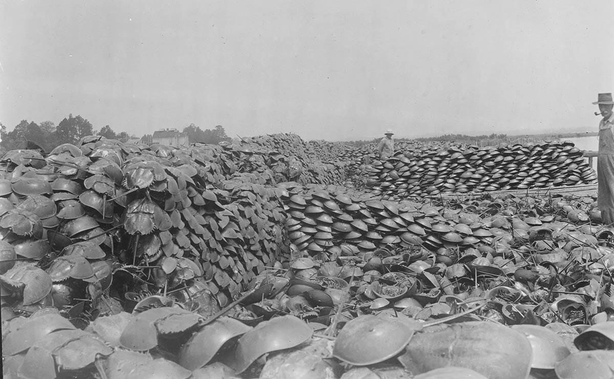 Photograph of piles of horseshoe crabs harvested for fertilizer production.