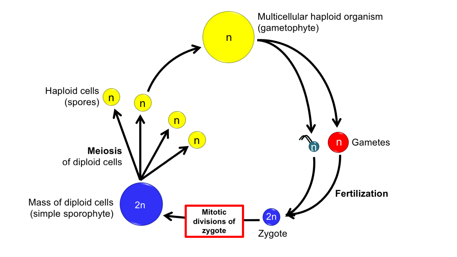 Diagram of a transitional life cycle from alga to land plant, showing the origin of a simple sporophyte by interpolation.