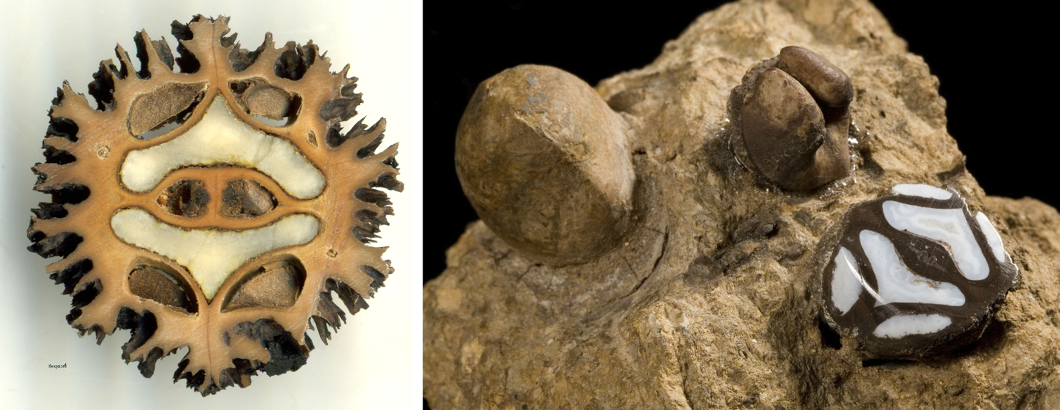 2-Panel Figure. Panel 1: Transverse section of a butternut. Panel 2. Fossilized walnuts.