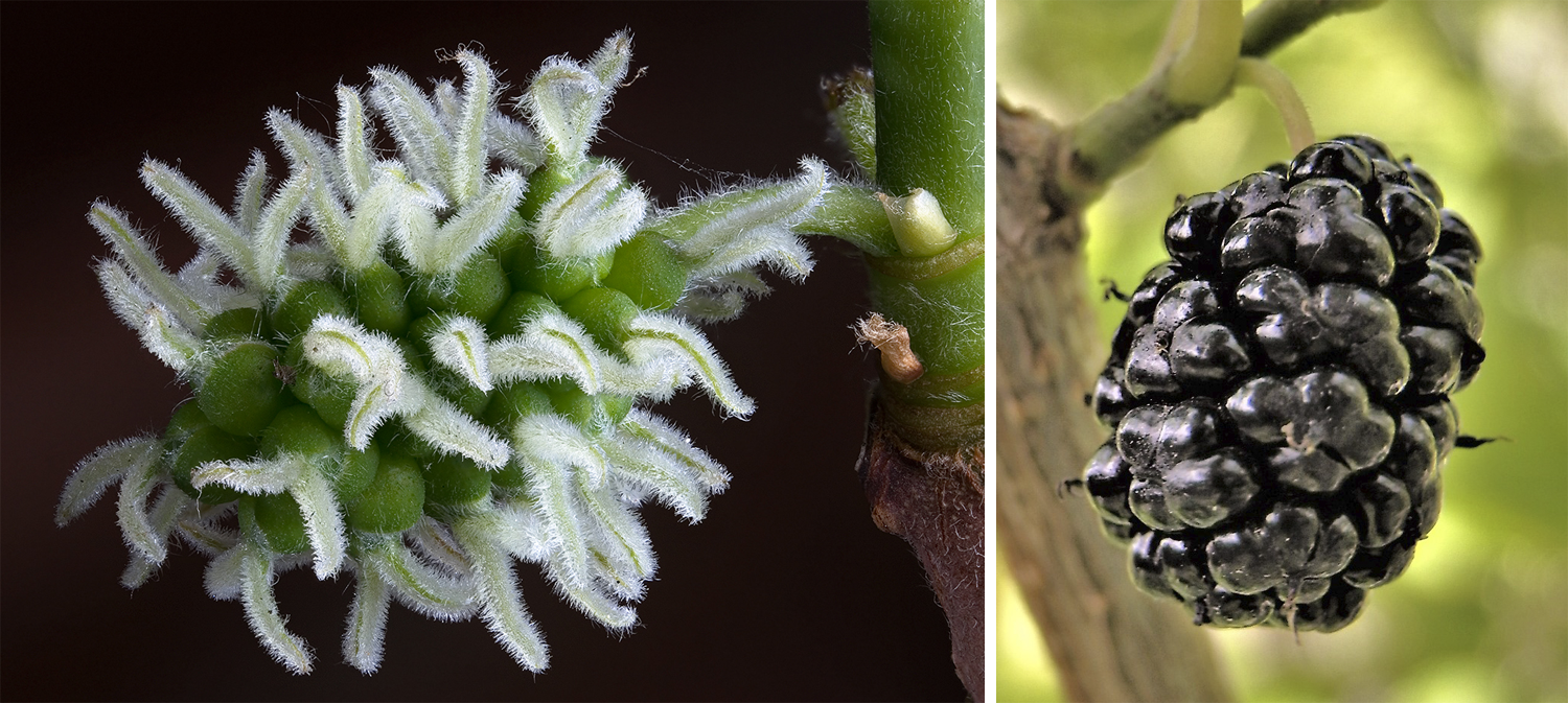 2-Panel figure. Panel 1: Group of mulberry flowers. Panel 2: Mulberry fruit, which develops from a group of flowers.