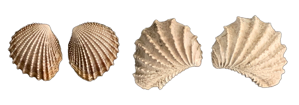 Photographs of pairs of bivalve shells. Left: fossil Trigonia thoracica from the Cretaceous of Tennessee. Right: Modern Neotrigonia margaritacea from Tasmania. 