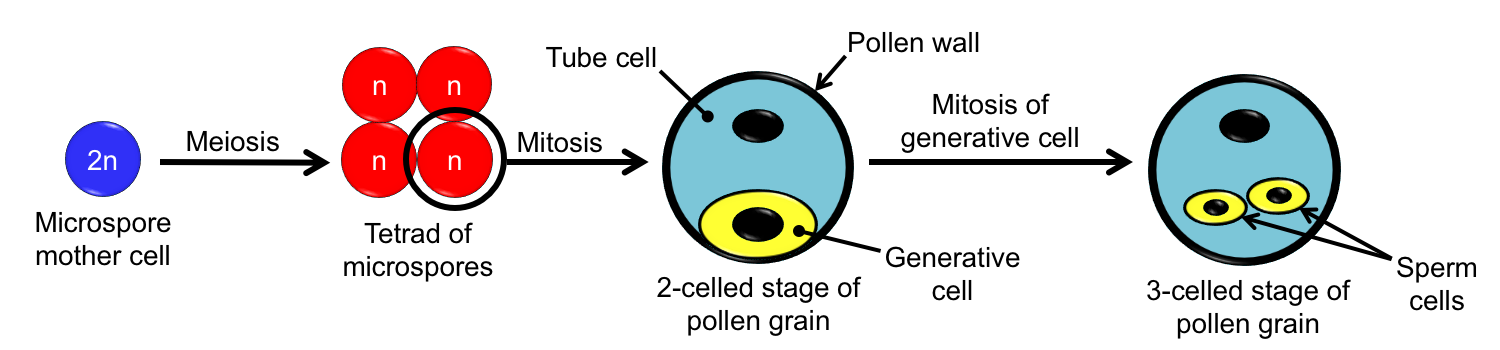 Diagram showing stages in the development of a pollen grain, from microspore mother cell to 3-celled stage.