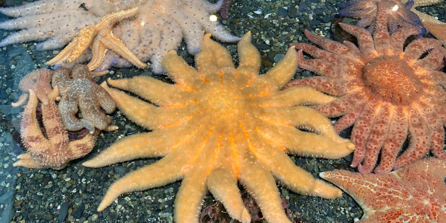 Photograph of living seastars in an aquarium exhibit.