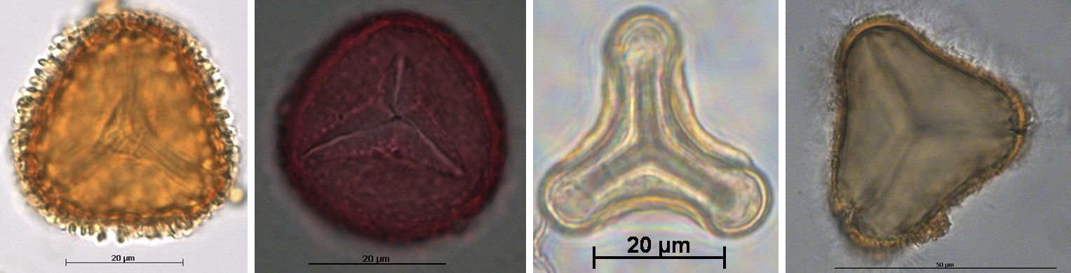4-panel figure showing examples of lycophyte and fern spores with trilete (Y-shaped) marks.