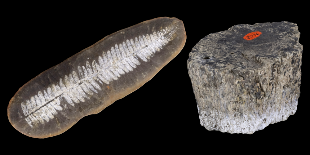 3D models of representative fern fossils.