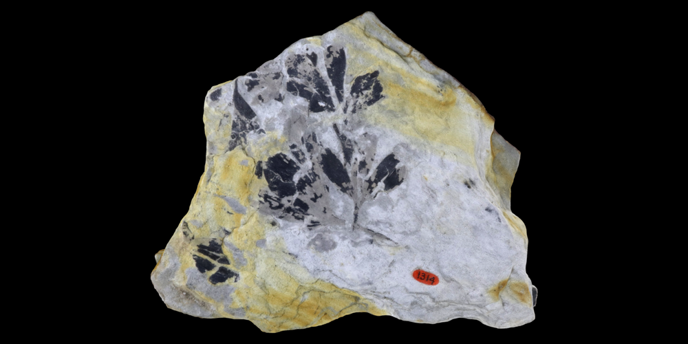 3D model of a representative ginkgophyte fossil.