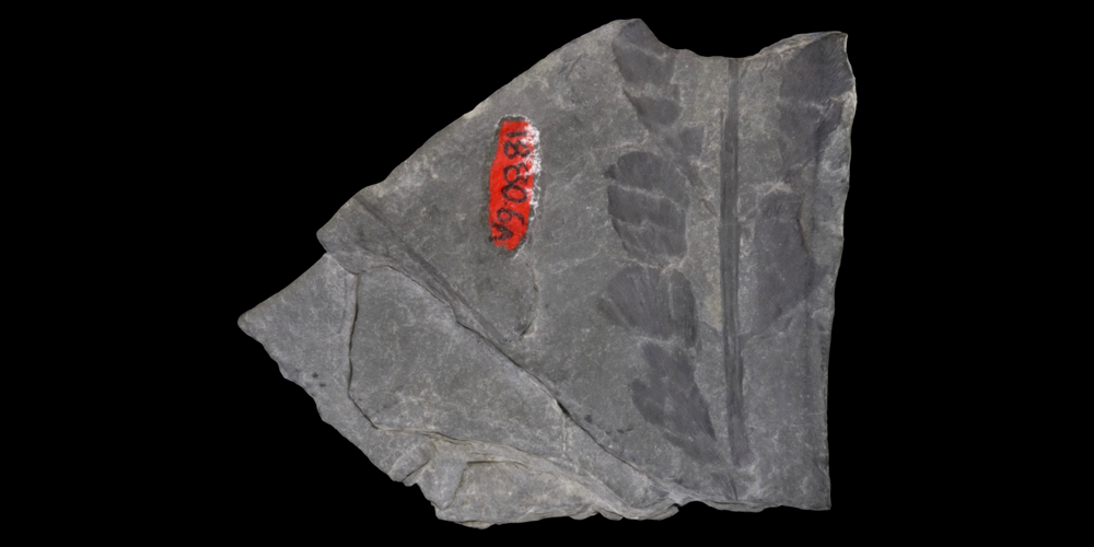 A 3D model of a representative progymnosperm fossil.