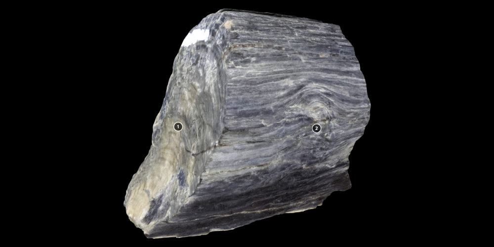 3D model of representative piece of fossilized wood.