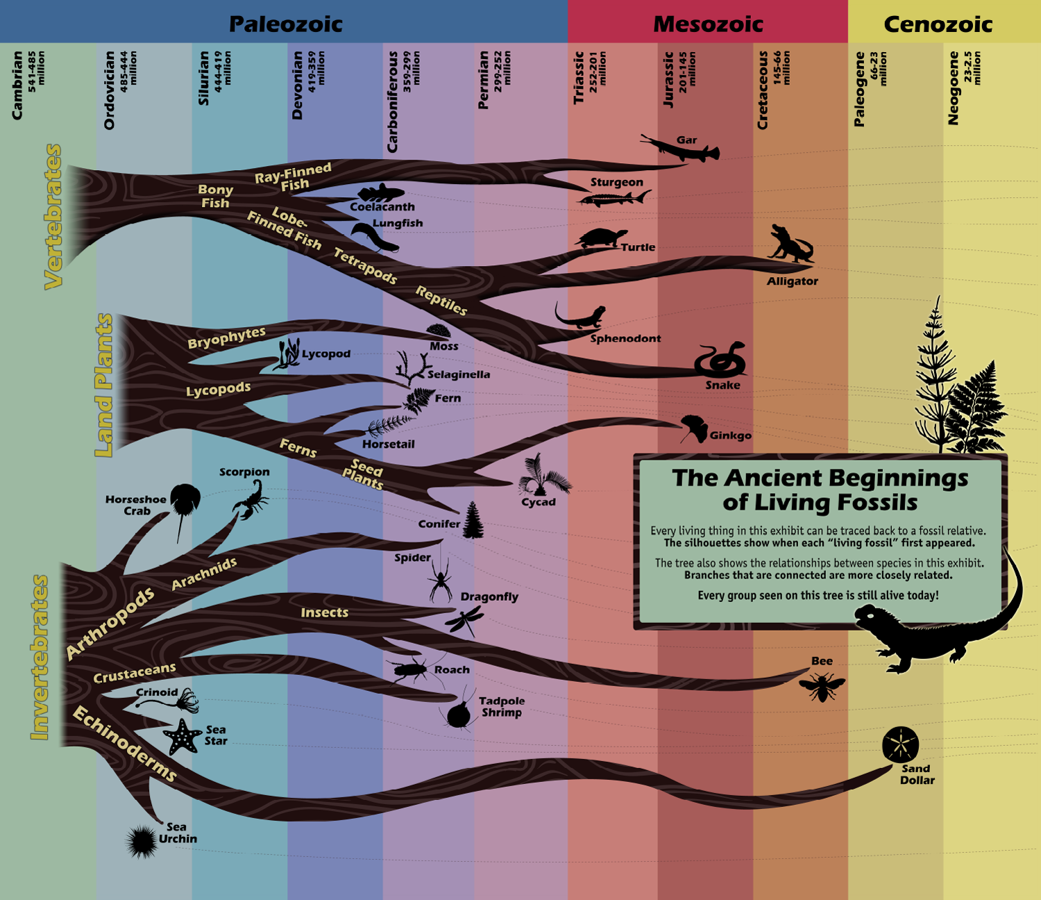 Image is a diagram that shows the fossil histories and relationships of a variety of "living fossils."