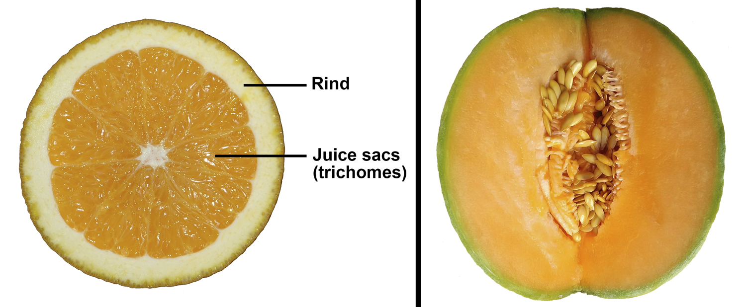 2-Panel figure. Panel 1: Cross section of an orange showing rind and juice sacs. Panel 2: Longitudinal section of a cantaloupe.