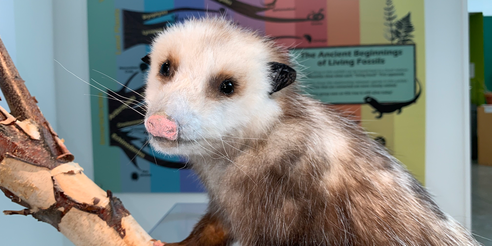 Photograph of a taxidermy opossum.