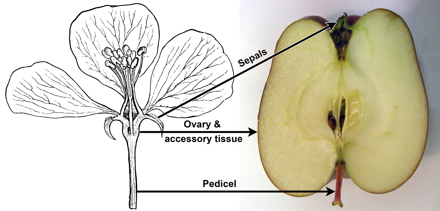 Parts of apple flower compared to parts of apple fruit. 