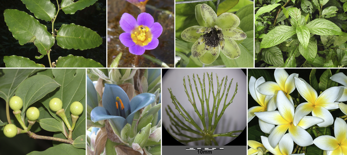 8-Panel figure showing images of the 8 major groups of angiosperms. See feature image caption for more details.