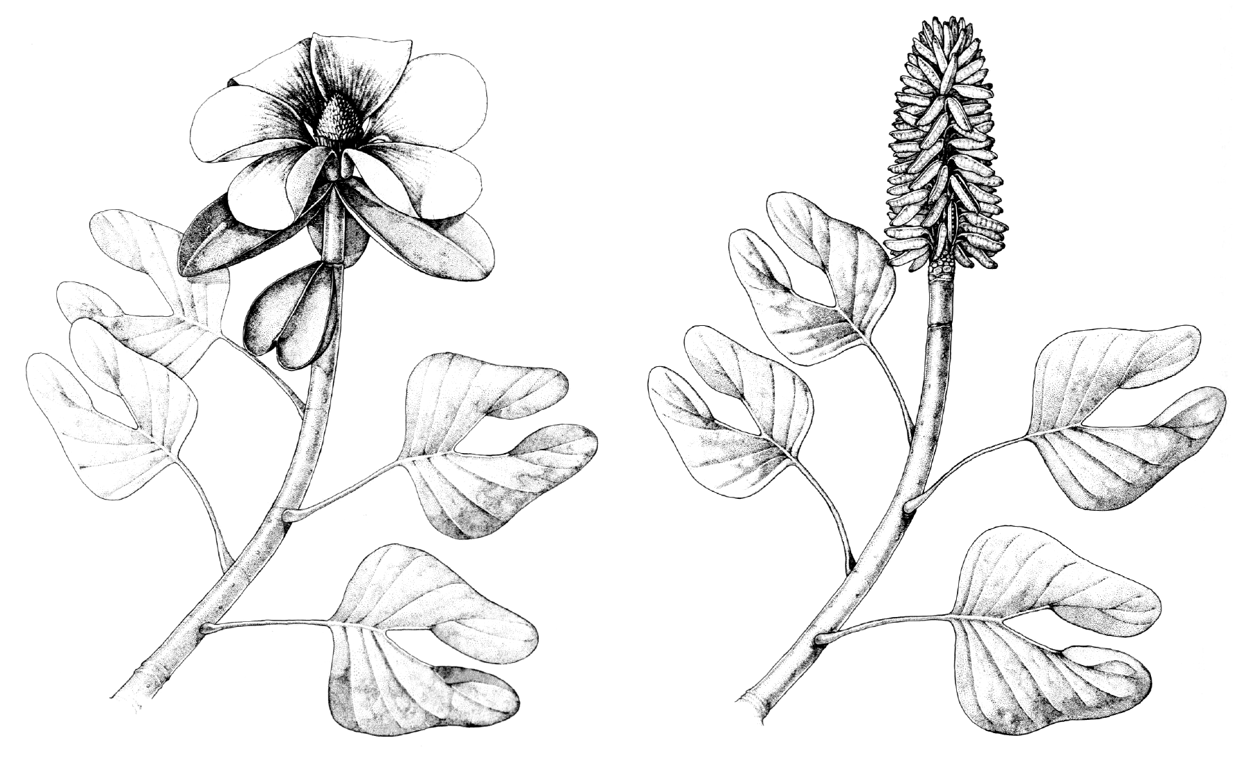 Drawings showing reconstructions of Archaeanthus, an extinct Magnolia-like plant, in flower and in fruit.