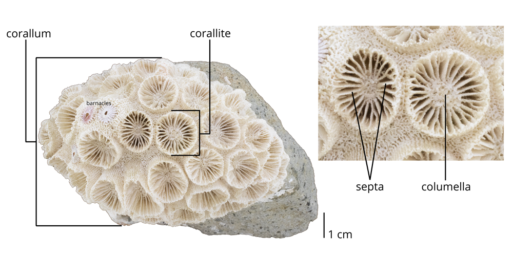 Image with morphology labeled (including corallum, corallite, septa, and columella) of the colonial scleractinian coral Astrangia sp.