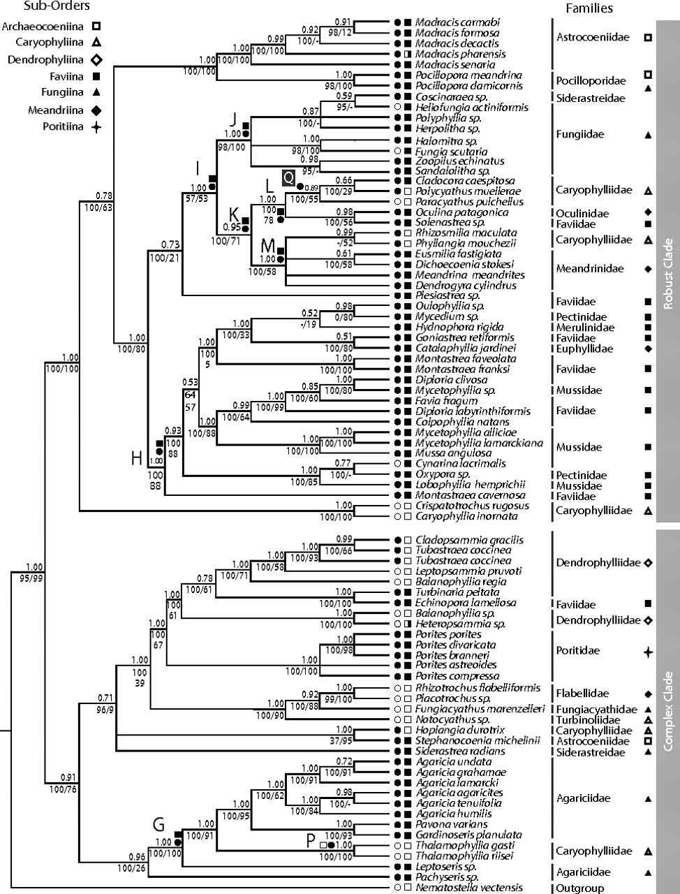 Image that shows a molecular phylogenetic tree for corals.