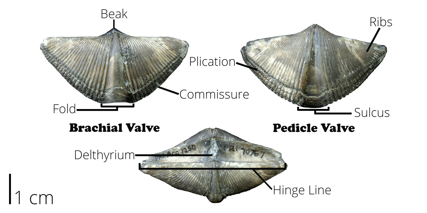 Labelled brachiopod morphology