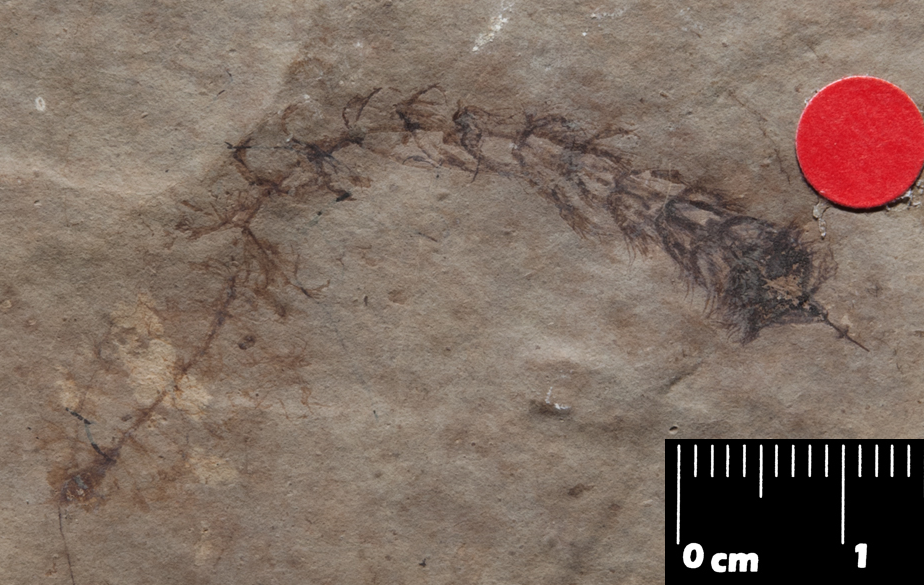 Photo of fossil Ceratophyllum with characteristic dissected leaves. Oligocene, France.