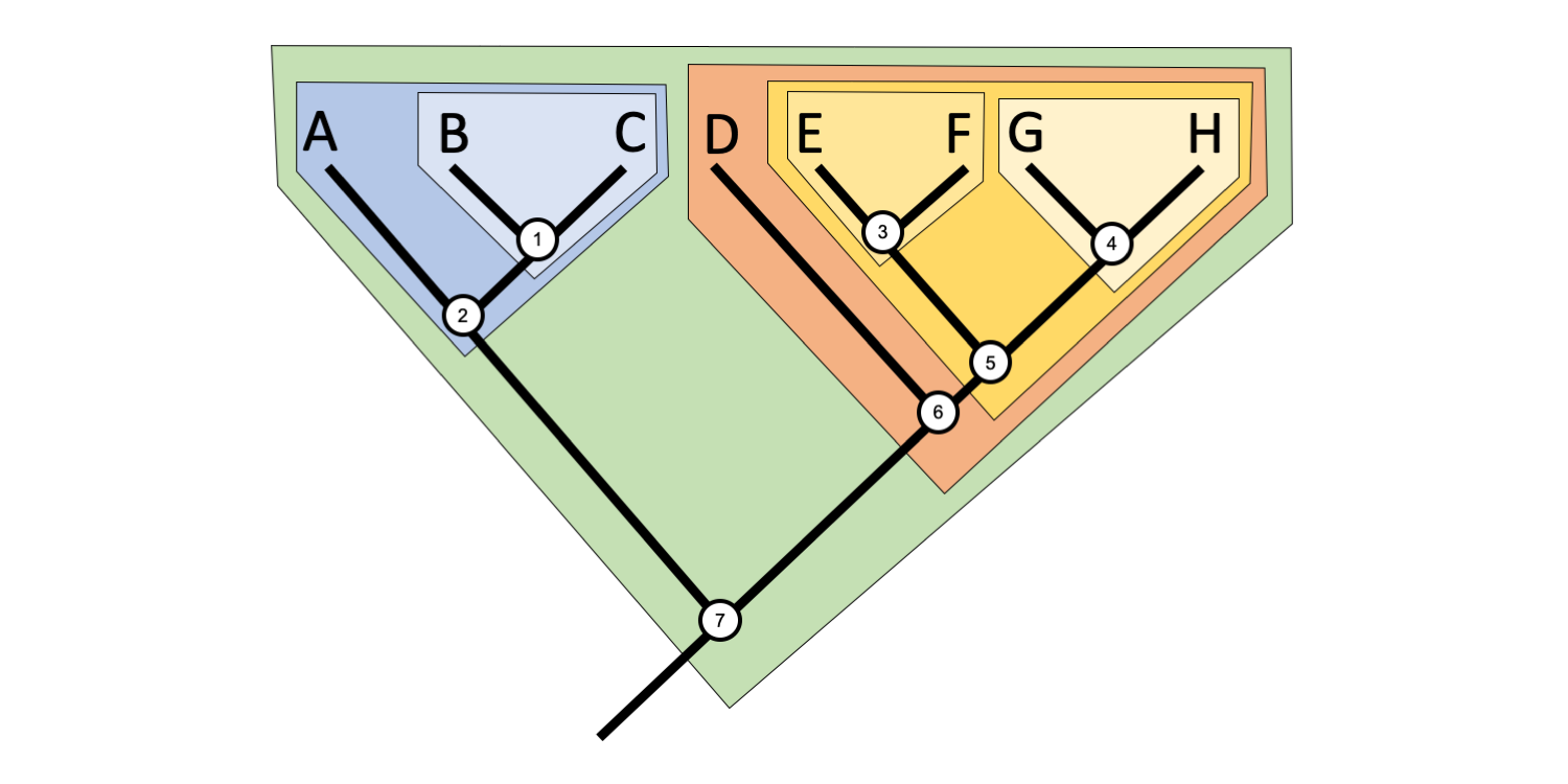 Example of a phylogenetic tree with different clades identified with different colors.