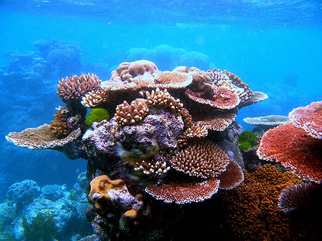Photograph of a modern assortment of corals.