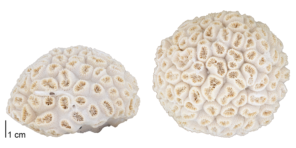 Photographs of a fossil of the colonial coral Dichocoenia stokesii.