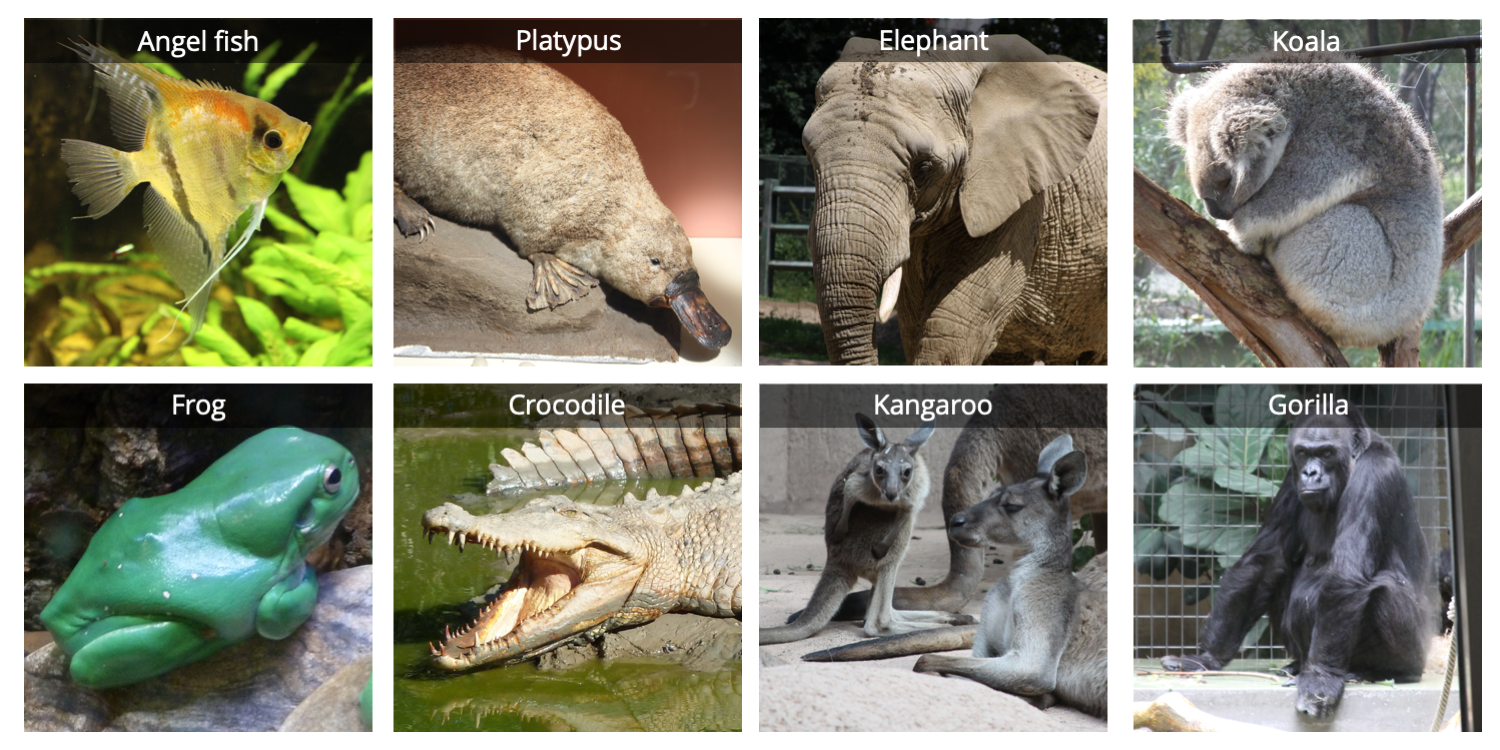 Composite images showing pictures of 8 vertebrates.