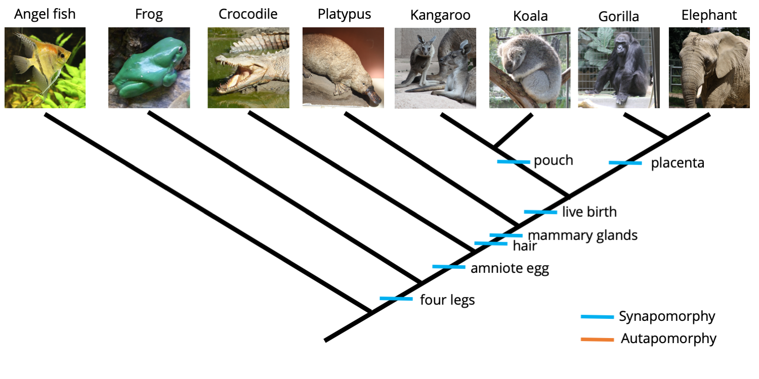 Example of a phylogenetic tree of vertebrates, with characters mapped on the branches.