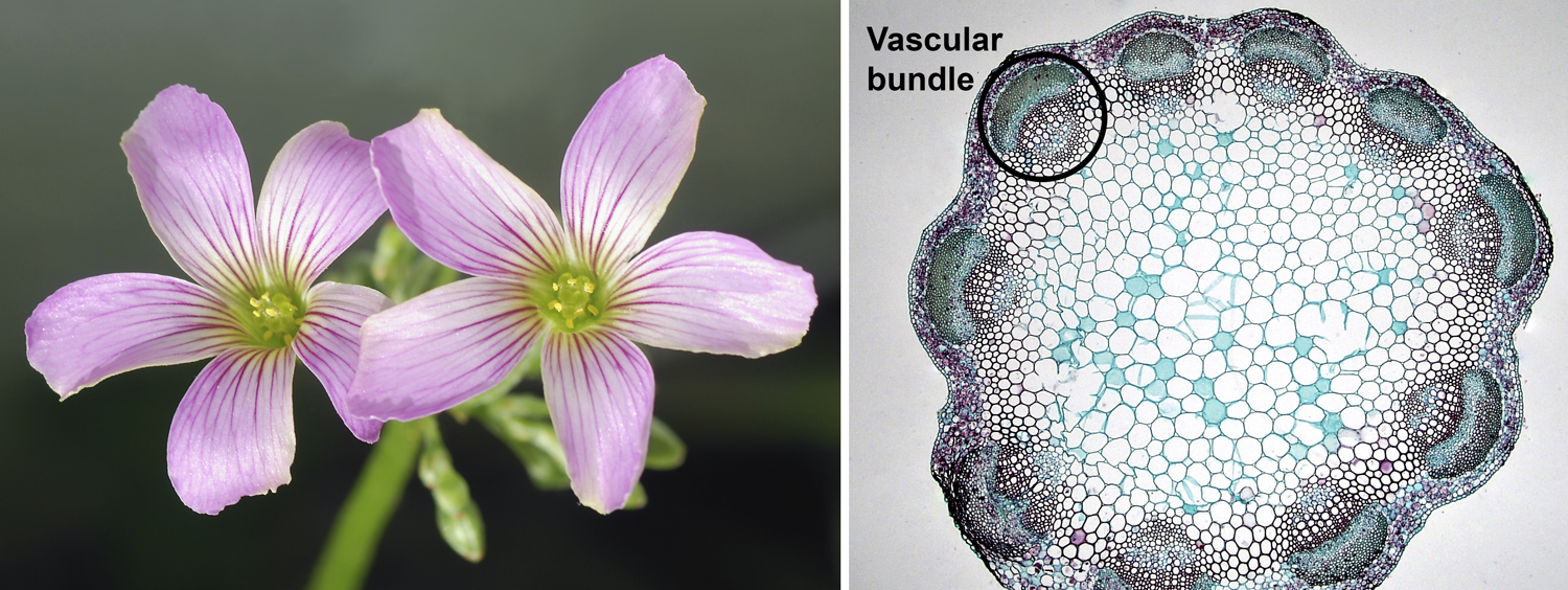 2-Panel figure. Panel 1: Pink woodsorrel flowers showing 5 petals, 10 stamens, and 5 stigmas. Panel 2: Cross-section of clover stem showing a single ring of vascular bundles.
