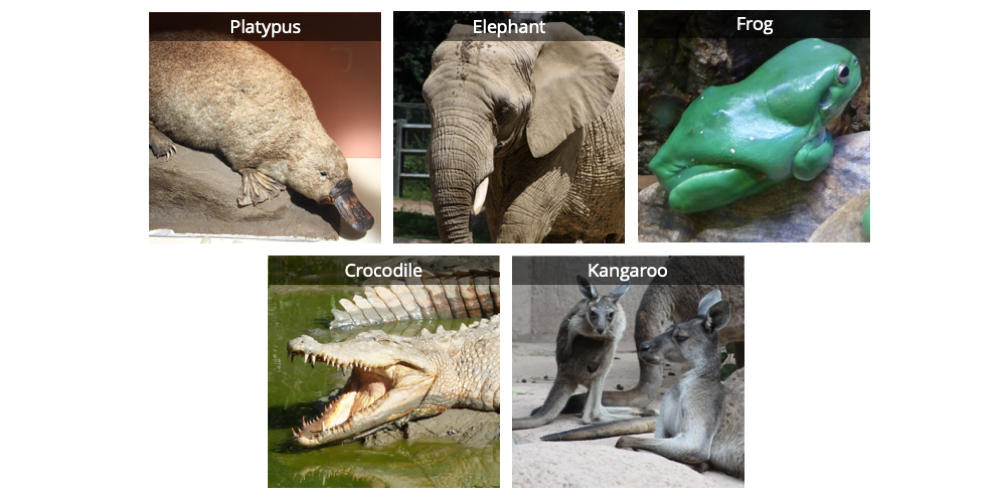 Image shows photographs of five vertebrates: a duck-billed platypus, an elephant, a frog, a saltwater crocodile, and a kangaroo.
