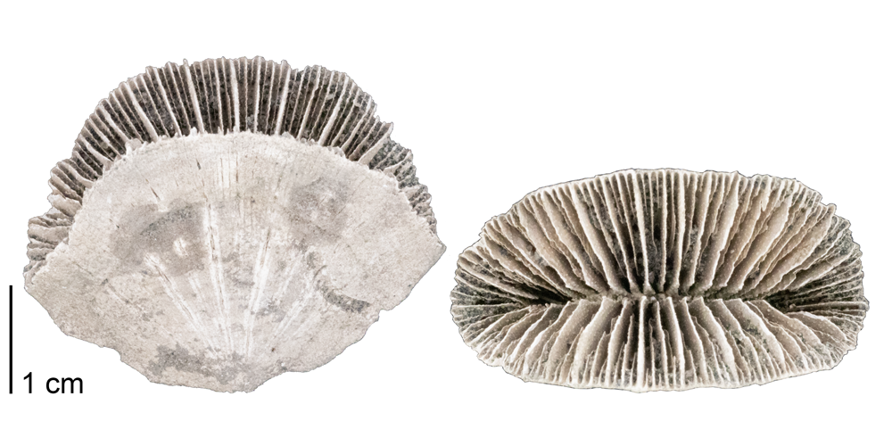 Photographs of the fossil coral Flabellum appendiculatum.