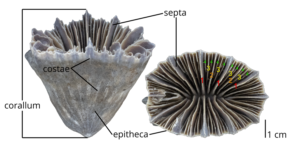 Image showing the morphology (with corallum, costae, epitheca, and septa labeled) of the extant solitary coral Flabellum moseleyi.