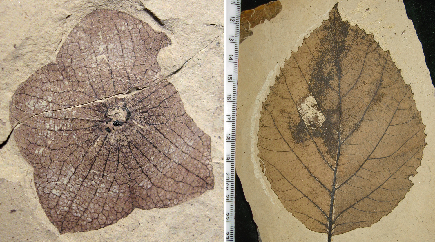 2-Panel figure showing fossil eudicots. Panel 1: 5-parted calyx of Florissantia. Panel 2: Fossil leaf of Langeria showing pinnate venation.