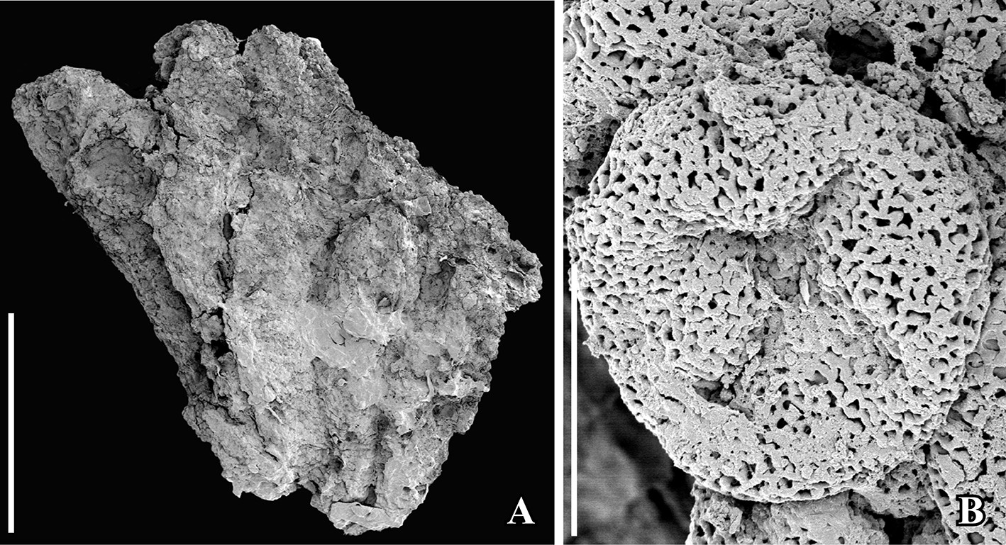 2-Panel figure of fossil Chloranthaceae. Panel 1: Stamens. Panel 2: A pollen grain showing the 4-armed aperture.