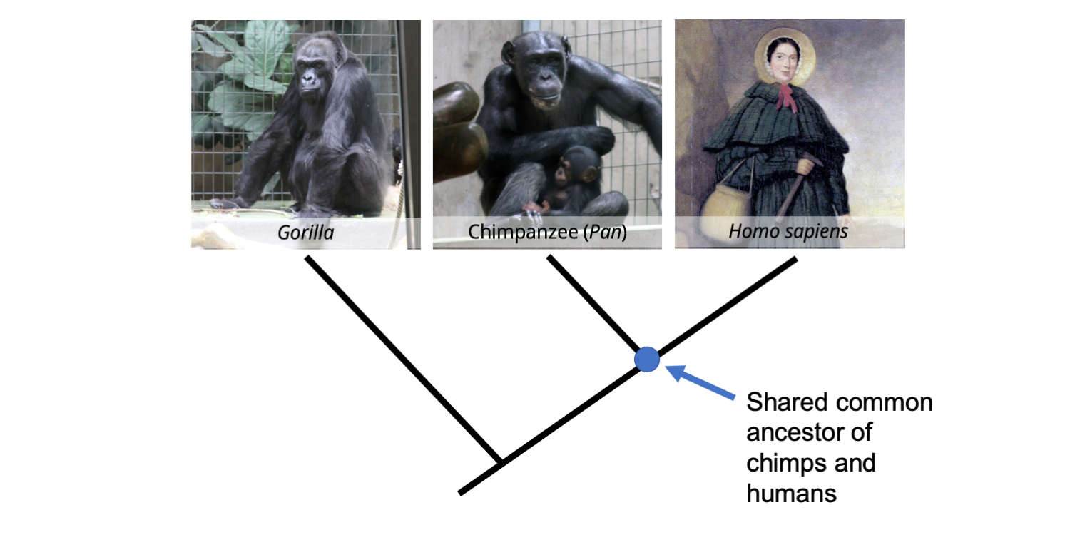 Phylogenetic tree depicting the relationships between a gorilla, chimpanzee, and human.