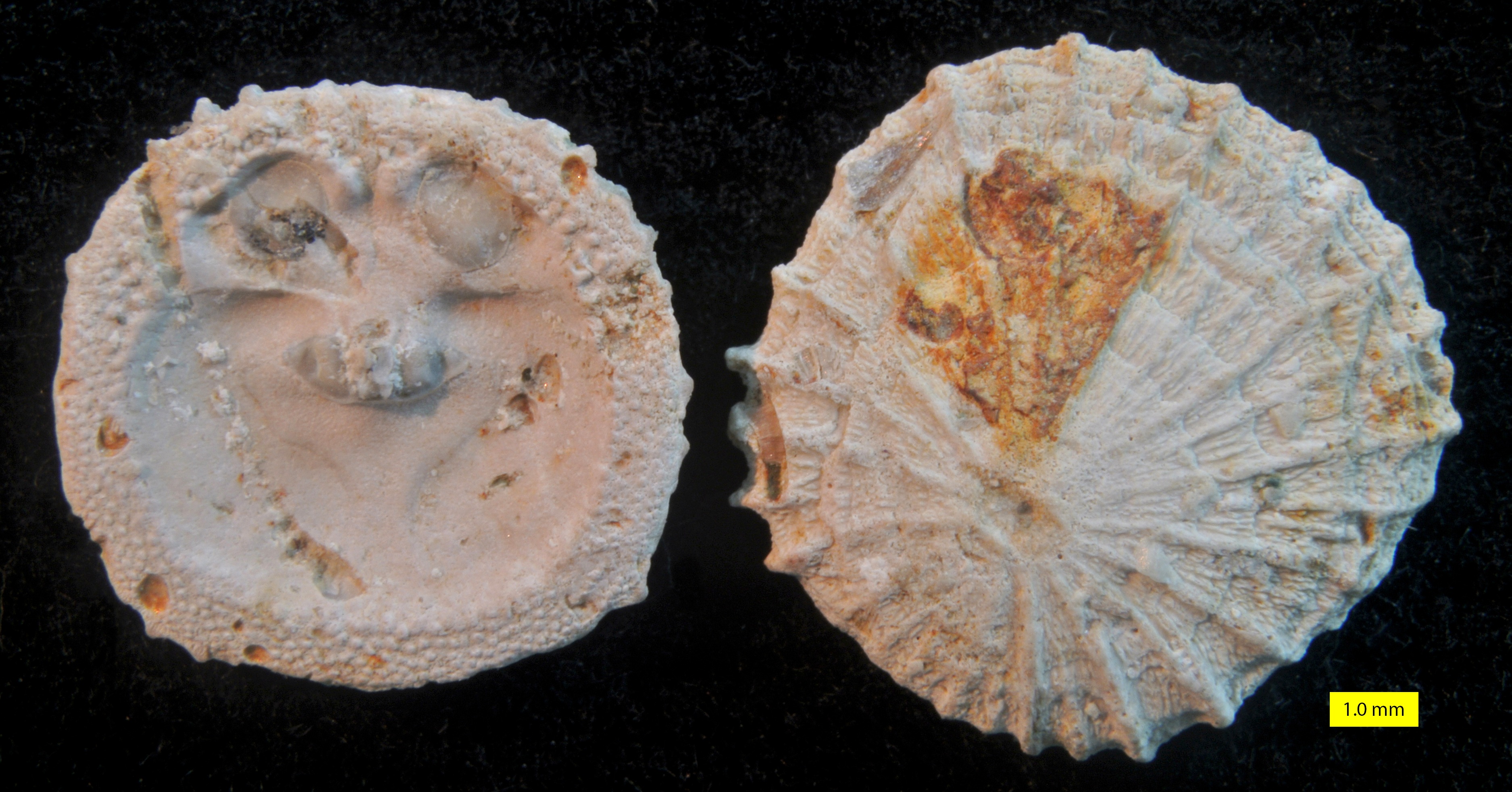 Isocrania costata, a craniid brachiopod