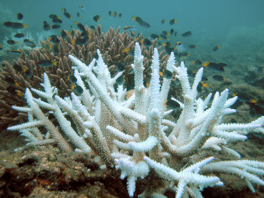 Photograph showing bleached and unbleached individuals of the coral Acropora.