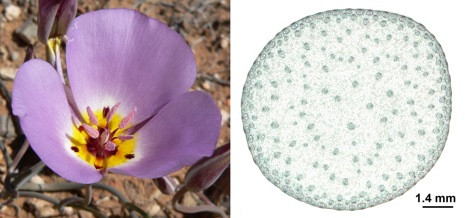 2-Panel figure. Panel 1: Mariposa lily flower showing floral parts in multiples of three. Panel 2: Cross section of a corn stem showing scattered vascular bundles.