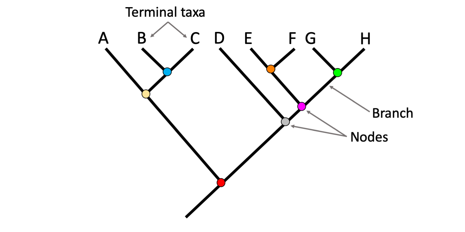 Image shows parts of a phylogenetic tree, including terminal taxa, branches, and nodes. 