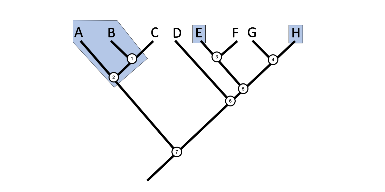 Example phylogenetic tree with a polyphyletic grouping identified.