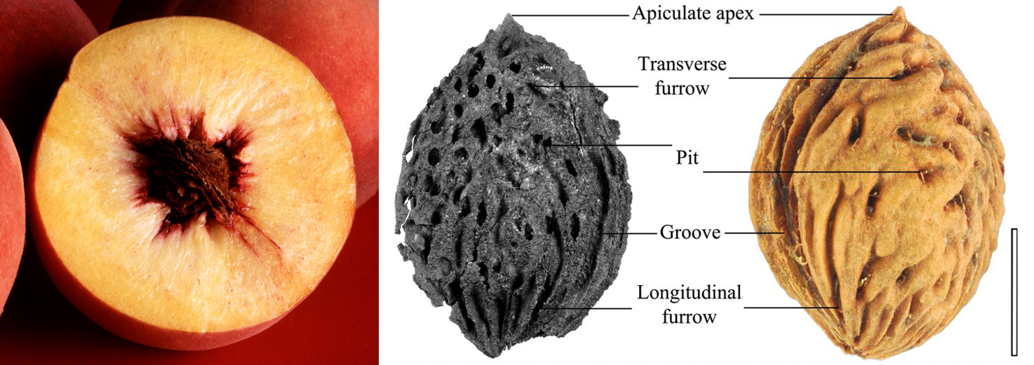 2-Panel figure. Panel 1: A peach sliced to show the fleshy fruit wall and inner pit. Panel 2: Comparison of fossil and modern peach pits.