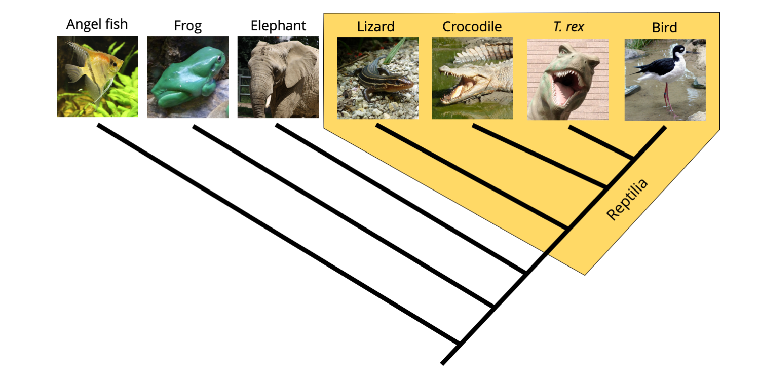Phylogeny of vertebrates, with a monophyletic "Reptilia" identified that includes birds.