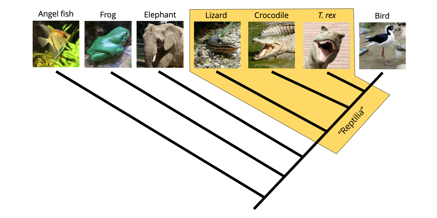 Phylogeny of vertebrates, with a paraphyletic "Reptilia" identified that excludes birds.