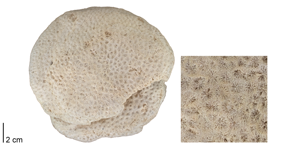 Photographs of the fossil coral Siderastrea.