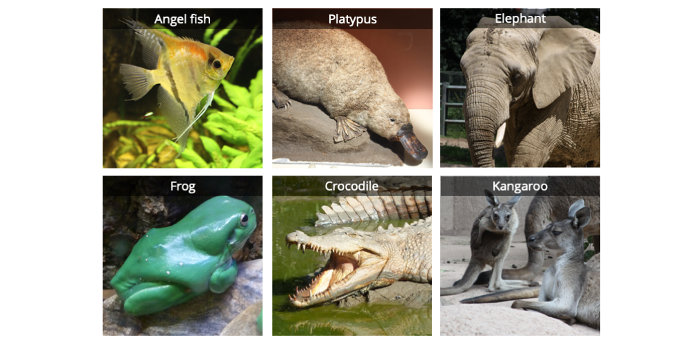 Image shows photographs of six vertebrates: an angel fish, a duck-billed platypus, an elephant, a frog, a saltwater crocodile, and a kangaroo. 