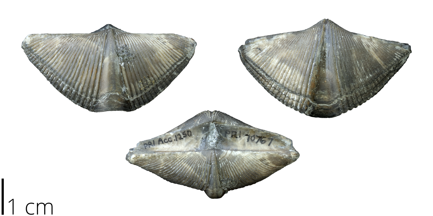 Mediospirifer audaculus, a spirifer brachiopod from the PRI collections