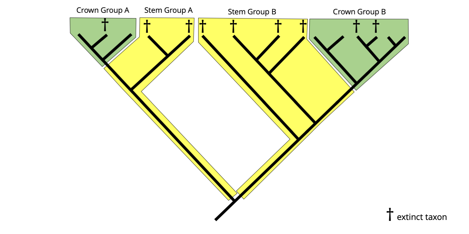 Example of a hypothetical phylogenetic tree with both crown group and stem group clades identified.
