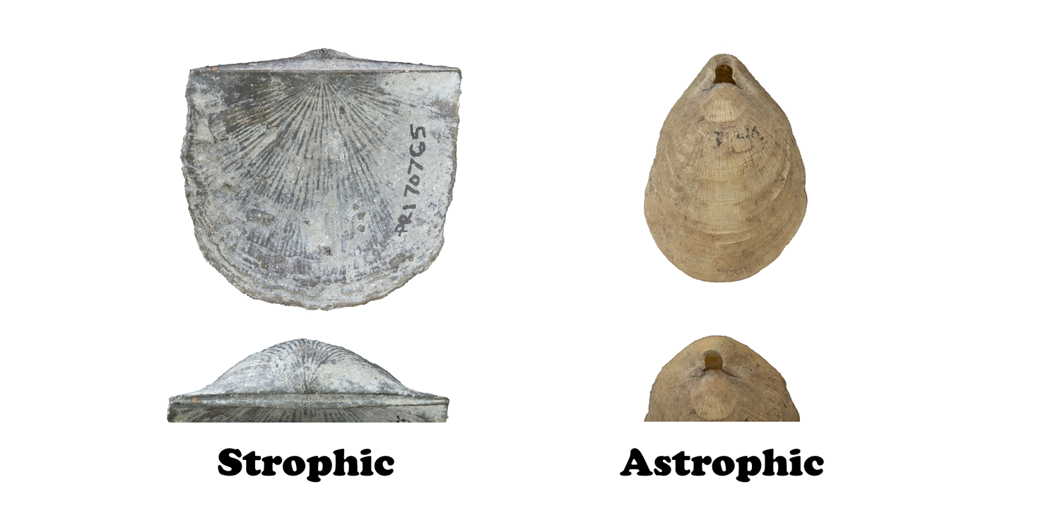 Comparison of strophic and astrophic hinge lines