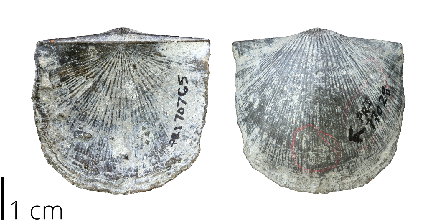 Strophodonta demissa, a strophomenid brachiopod from the PRI collections